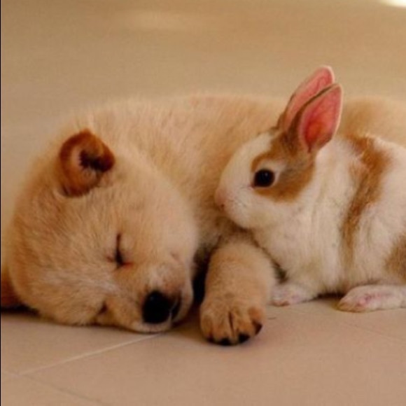 Meet your Posher, Polly - Picture 1 of 1